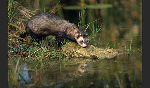 Iltis (Mustela putorius)