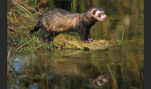 Iltis (Mustela putorius)