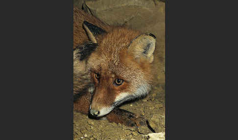 Rotfuchs (Vulpes vulpes)