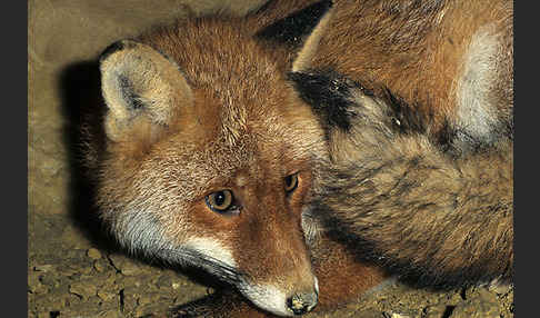 Rotfuchs (Vulpes vulpes)