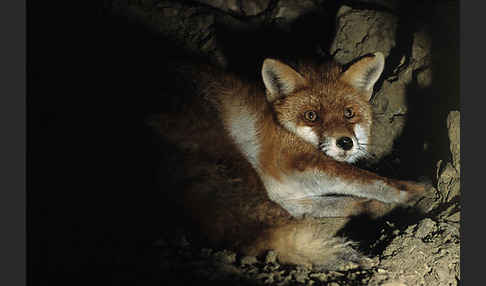 Rotfuchs (Vulpes vulpes)