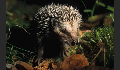 Igel (Erinaceus europaeus)