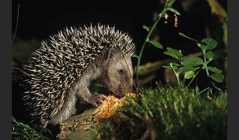 Igel (Erinaceus europaeus)