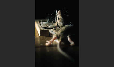 Hausmaus (Mus musculus)