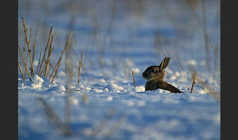 Wildkaninchen (Oryctolagus cuniculus)