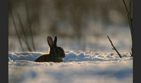 Wildkaninchen (Oryctolagus cuniculus)