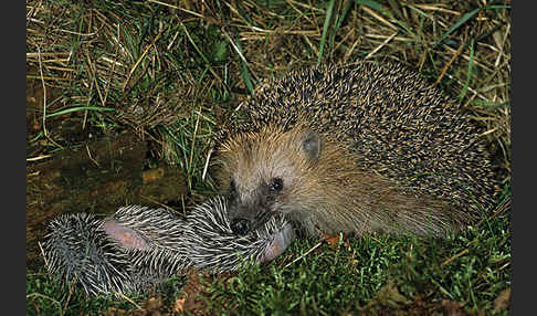 Igel (Erinaceus europaeus)