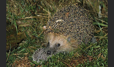 Igel (Erinaceus europaeus)