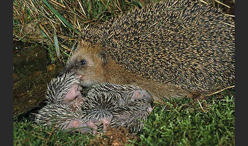 Igel (Erinaceus europaeus)