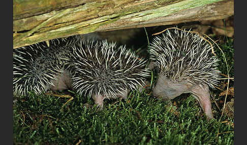 Igel (Erinaceus europaeus)