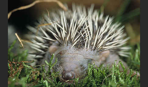 Igel (Erinaceus europaeus)