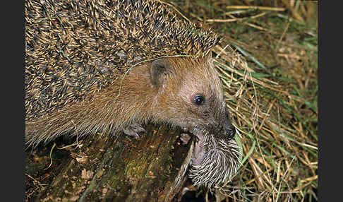 Igel (Erinaceus europaeus)