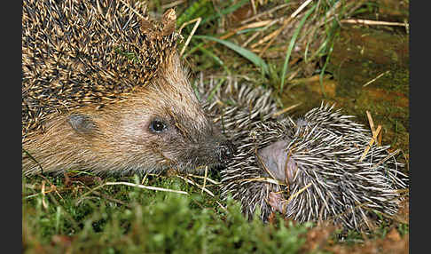 Igel (Erinaceus europaeus)