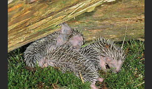 Igel (Erinaceus europaeus)