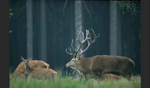 Rotwild (Cervus elaphus)