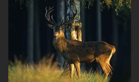 Rotwild (Cervus elaphus)