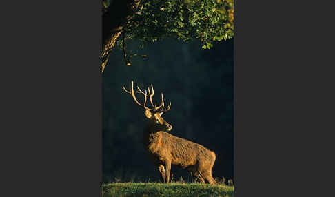 Rotwild (Cervus elaphus)