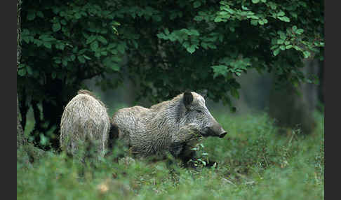 Schwarzwild (Sus scrofa)