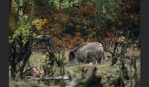 Schwarzwild (Sus scrofa)