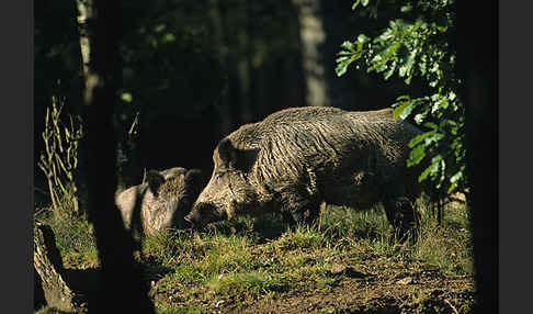 Schwarzwild (Sus scrofa)