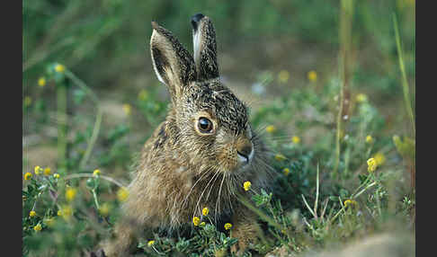 Feldhase (Lepus europaeus)