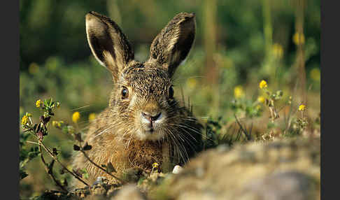 Feldhase (Lepus europaeus)