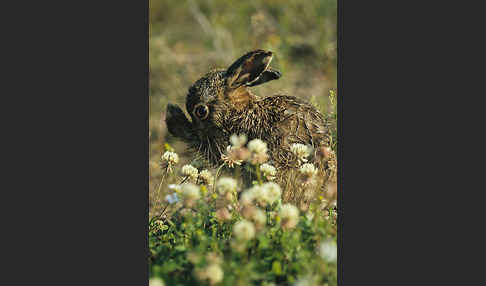 Feldhase (Lepus europaeus)