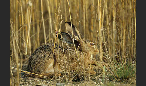 Feldhase (Lepus europaeus)