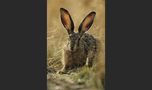 Feldhase (Lepus europaeus)