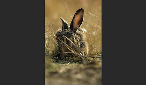 Feldhase (Lepus europaeus)