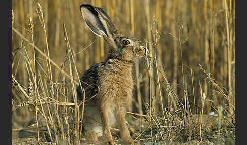 Feldhase (Lepus europaeus)