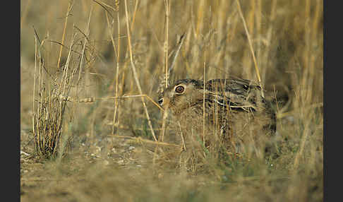 Feldhase (Lepus europaeus)