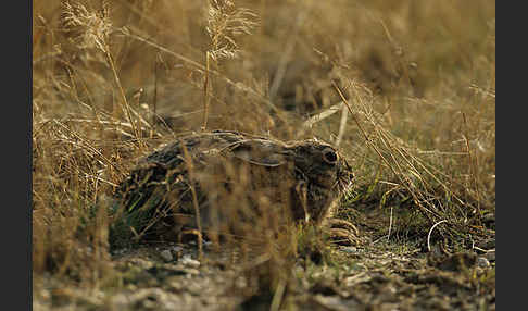 Feldhase (Lepus europaeus)