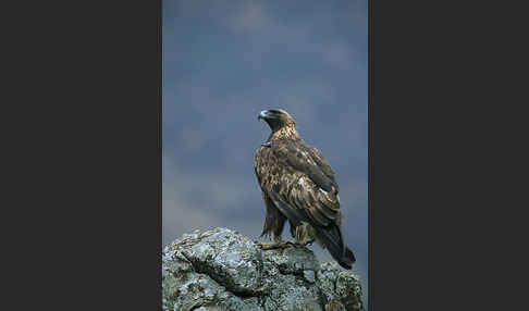 Steinadler (Aquila chrysaetos)