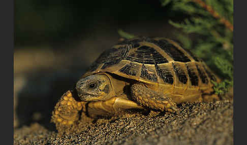 Griechische Landschildkröte (Testudo hermanni)