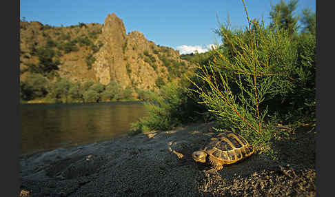 Griechische Landschildkröte (Testudo hermanni)