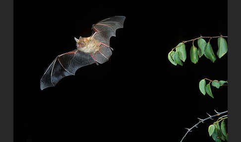 Wimperfledermaus (Myotis emarginatus)