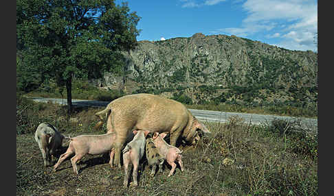 Hausschwein (Sus scrofa domestica)