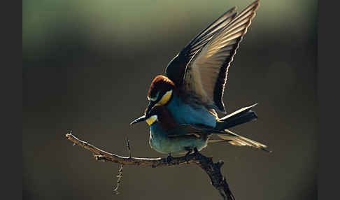 Bienenfresser (Merops apiaster)