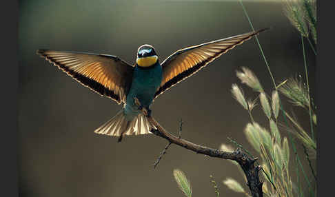 Bienenfresser (Merops apiaster)