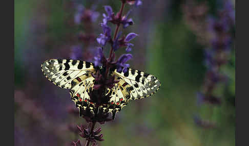 Oestlicher Osterluzeifalter (Allancastria cerisy)