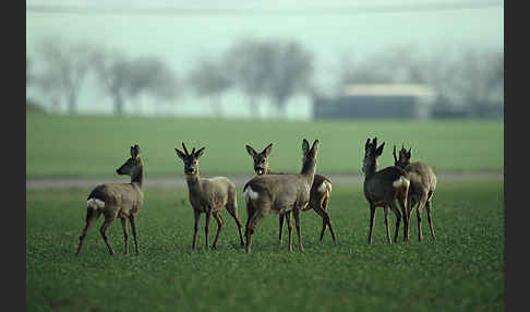 Rehwild (Capreolus capreolus)