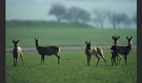 Rehwild (Capreolus capreolus)