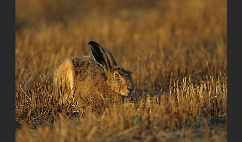 Feldhase (Lepus europaeus)