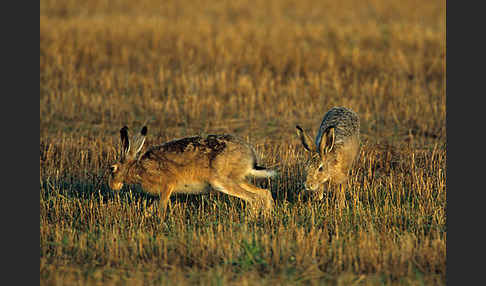 Feldhase (Lepus europaeus)