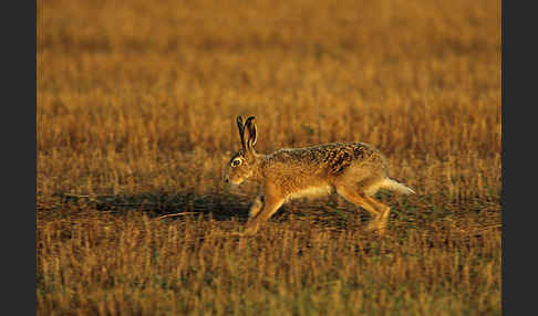 Feldhase (Lepus europaeus)