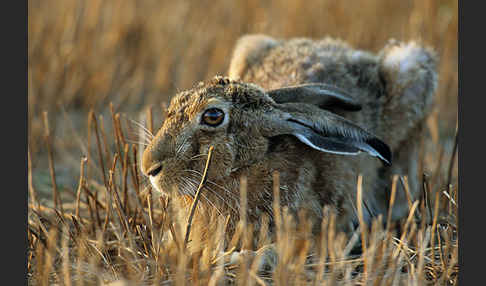 Feldhase (Lepus europaeus)