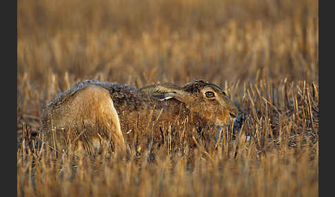 Feldhase (Lepus europaeus)