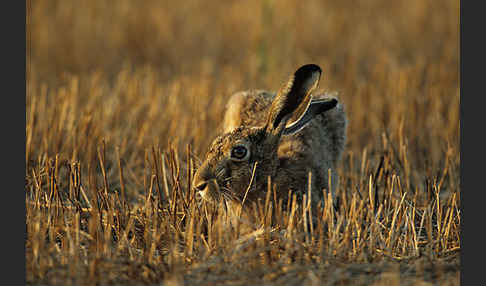 Feldhase (Lepus europaeus)