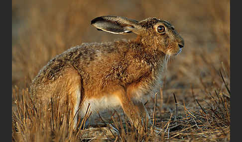 Feldhase (Lepus europaeus)